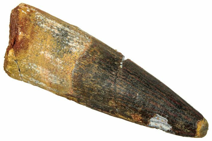 Fossil Spinosaurus Tooth - Real Dinosaur Tooth #329594